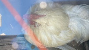 Dejó el gallo encerrado en el auto, no para de cacarear y ahora buscan al dueño, en Roca