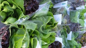 Roca: cómo con tu voto podés ayudar a dos emprendedores locales en un concurso