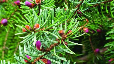 Si bien a la Estrella Federal se la trata como una planta de interior, en esta época del año de mucho calor, puede emplearse al aire libre en nuestra región. 
