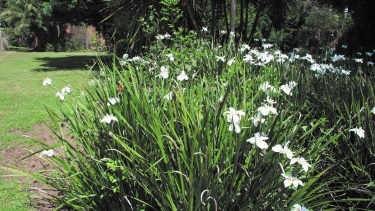 En este polo agroproductivo se pueden encontrar varias plantas de una belleza sorprendente. La gente se acerca con mucha curiosidad.