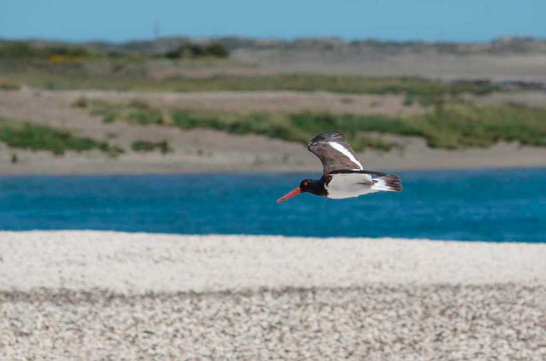 Playas blancas y mar turquesa: el circuito natural que sorprende en la costa rionegrina