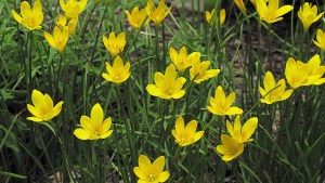 Plantas autóctonas: “Cebolla de zorro”