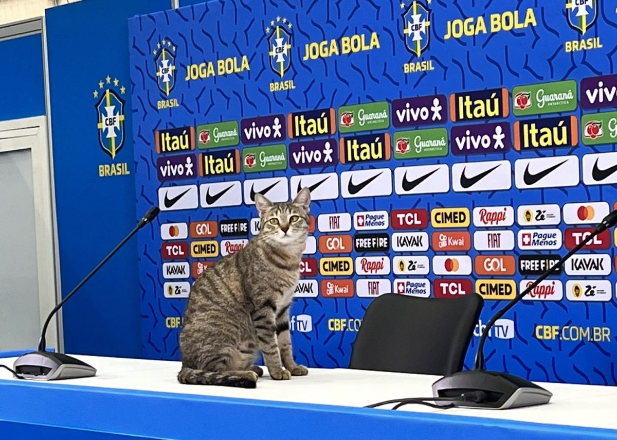 El gato que fue desalojado de la conferencia de prensa de Brasil, autor de una "venganza" contra el equipo carioca.-