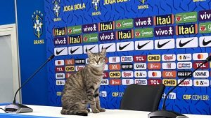 Mundial Qatar 2022: Por qué aseguran que «la maldición del gato» cayó sobre la Selección de Brasil