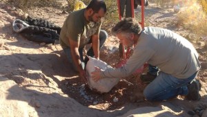 Hallaron un nuevo ejemplar de un icónico dinosaurio en el campus de la UNC de Neuquén