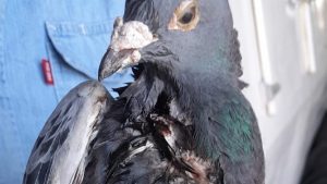 El misterio de la paloma mensajera que llegó herida a Plaza Huincul