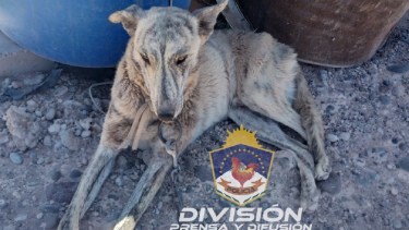 Rescatan a una perra maltratada en Añelo. Foto: Policía de Neuquén 