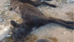 Rescataron a un perro a punto de morir y ahora buscan dadores de sangre para salvarlo en Centenario