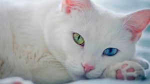 Gato blanco, gato albino: cómo cuidarlos