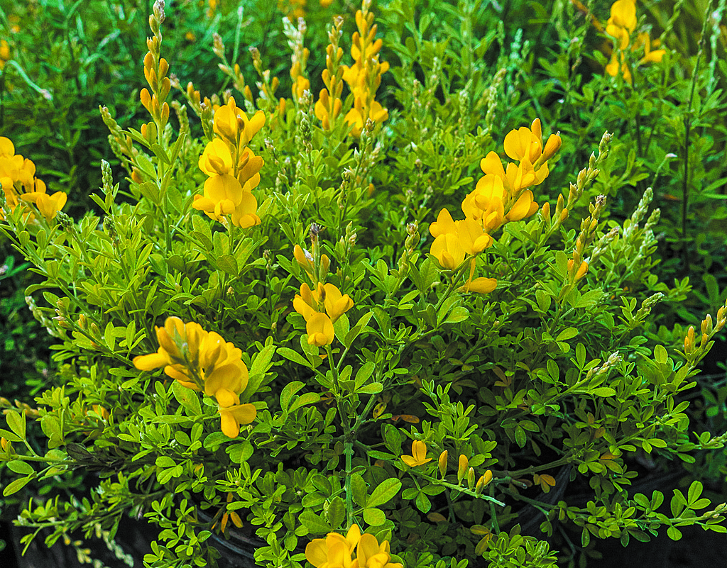 Jardín: El amarillo de la Retama, un adorno inconfundible