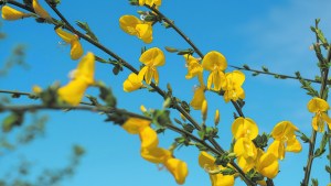 Jardín: El amarillo de la Retama, un adorno inconfundible