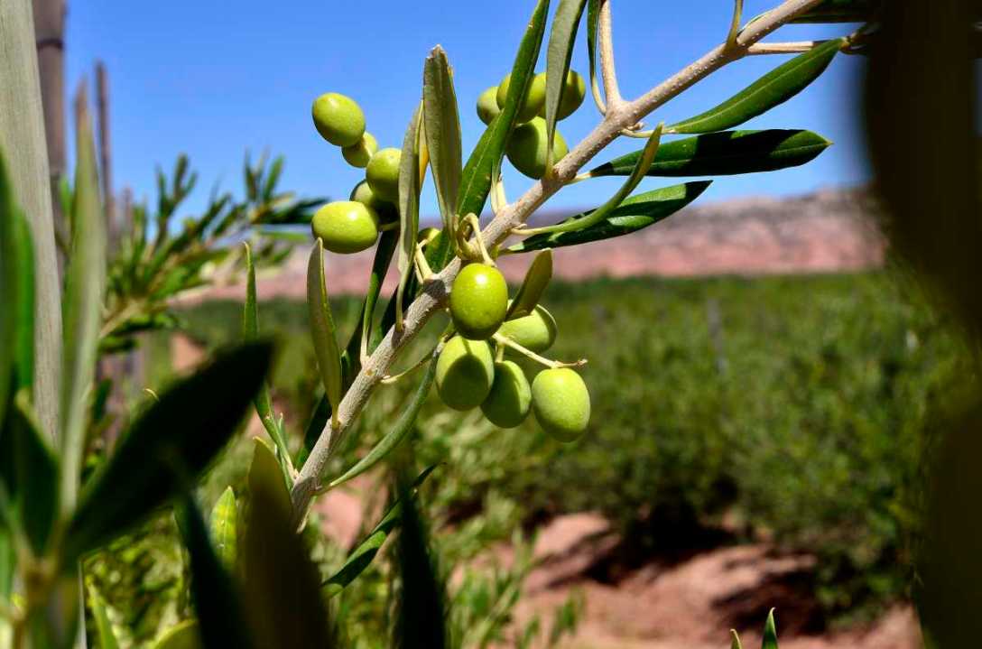 Olivar en Rincón de los Sauces, Neuquén. Foto: archivo.