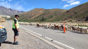 Estado de rutas por el fin de semana largo: dónde estarán los controles en Neuquén 