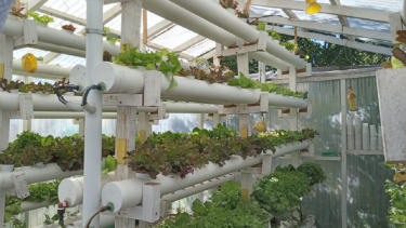 Hidroponía: una alternativa productiva frente a la escasez de agua