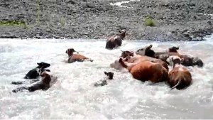 Video: así cruzaron las vacas y los terneros después del rescate de la yegua a su cría en el río