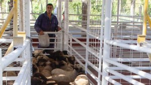 Venta de chivitos a bajo precio y que se pueden pagar con tarjeta de crédito, en Neuquén