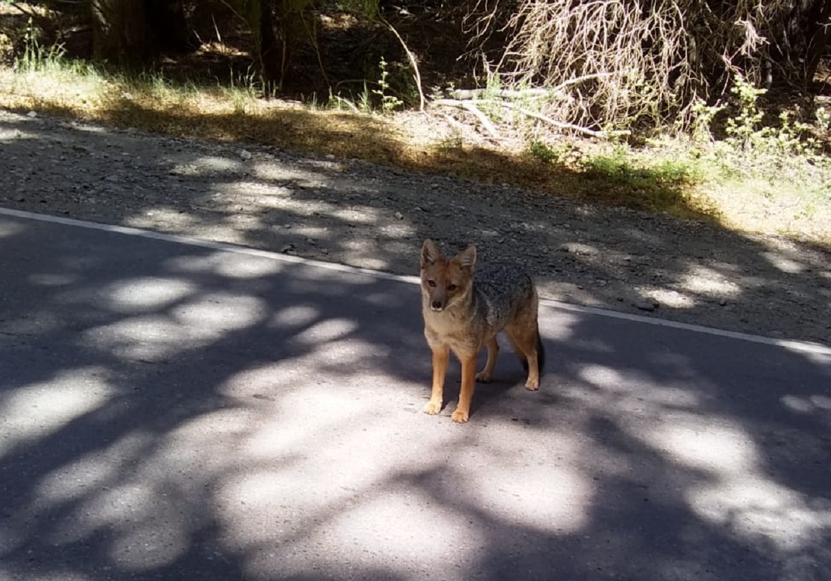 El zorro colorado estuvo esta mañana en el Circuito Chico de Bariloche y se paró en la ruta para sorpresa de los turistas. Foto: Gentileza