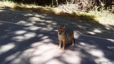 El zorro colorado estuvo esta mañana en el Circuito Chico de Bariloche y se paró en la ruta para sorpresa de los turistas. Foto: Gentileza