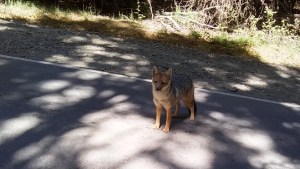 Un zorro colorado sorprendió a los turistas en el Circuito Chico de Bariloche