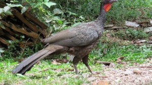 El refugio inesperado: los pájaros y la biodiversidad de los cementerios