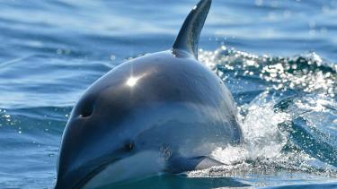 Puerto Madryn: salió a navegar, aparecieron los delfines y filmó este video inolvidable