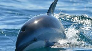Puerto Madryn: salió a navegar, aparecieron los delfines y filmó este video inolvidable