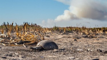 La baja de la producción podría afectar el ingreso de divisas al país. 