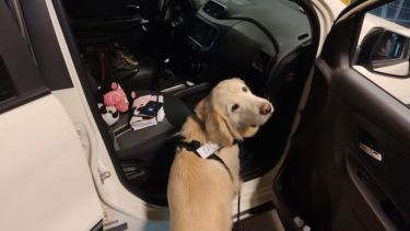 Uno de los canes detectó los objetos.