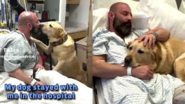 El labrador se encuentra certificado para cuidar personas. 