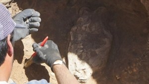 Encontraron restos del felino más grande que habitó la Tierra en Necochea