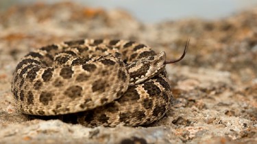 La yarará ñata: habita desde el Norte de la Argentina hasta Santa Cruz. No hay que acercarse para evitar sus mordeduras