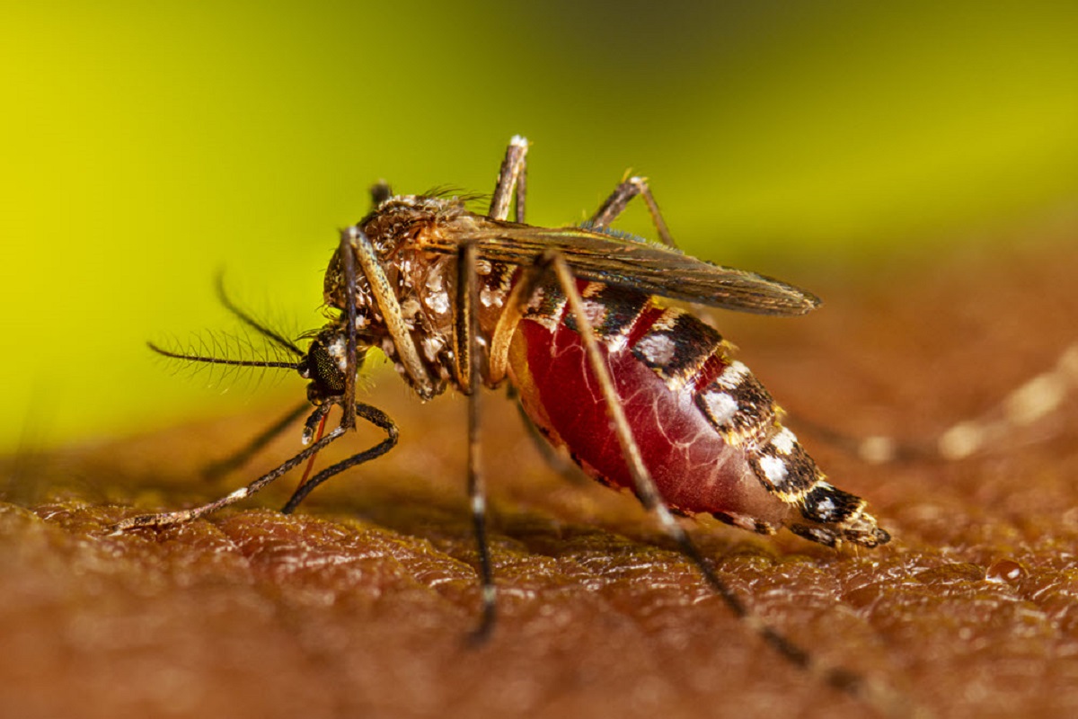 El mosquito Aedes aegypti puede transmitir el dengue, el chikunguña y el zika. Las personas que vuelvan de Brasil o Paraguay podrían volveer con algunas de esas infecciones.