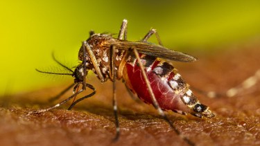 El mosquito Aedes aegypti puede transmitir el dengue, el chikunguña y el zika. Las personas que vuelvan de Brasil o Paraguay podrían volveer con algunas de esas infecciones.