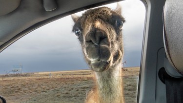 Iba por la ruta 3 en Tierra del Fuego y un guanaco lo esperaba con la sorpresa más linda