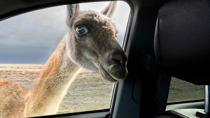 «Fue increíble, le hablaba, me miraba, se quedó 10 minutos»: así fue el encuentro del fotógrafo con el guanaco en la ruta 3