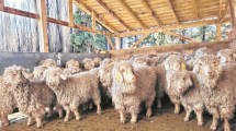Imagen de Expectativa por la próxima venta de mohair de chivos angora de Neuquén en el mercado internacional