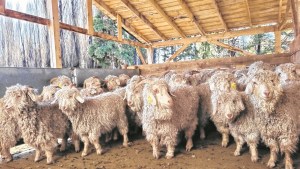 Expectativa por la próxima venta de mohair de chivos angora de Neuquén en el mercado internacional