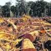 Imagen de Preocupa la deforestación