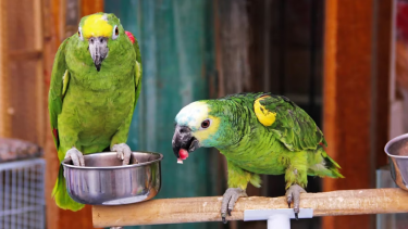 La "gripe del loro" dejó cuatro internados en Santa Fe. 