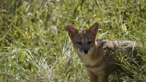 Crece la preocupación en countries de Buenos Aires: denunciaron la aparición de zorros en los barrios