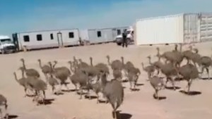 «Un gran ser humano»: el noble gesto de un trabajador con un grupo de ñandúes sofocadas por el calor neuquino