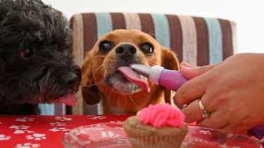 Hoy es el día del perro, así que no te olvides de hacerle un regalo a tu amigo. (Foto archivo Florencia Salto).-