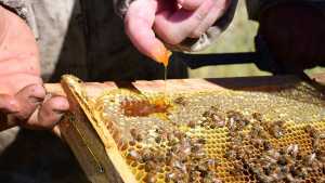 Fuerte apuesta de apicultores de Neuquén y Río Negro para posicionar la miel oscura
