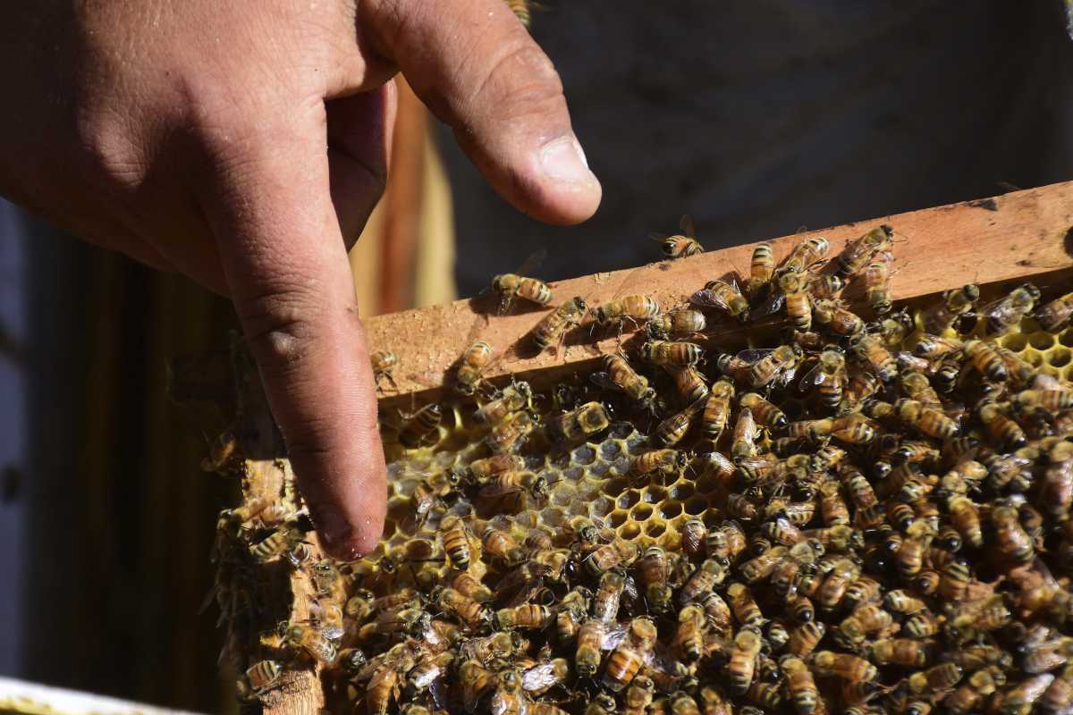 For export. Envían a Europa abejas criadas en Río Negro. Foto: archivo Andrés Maripe.
