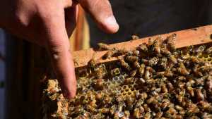 De Río Negro a Europa: exportan abejas de Luis Beltrán y Lamarque a España e Italia