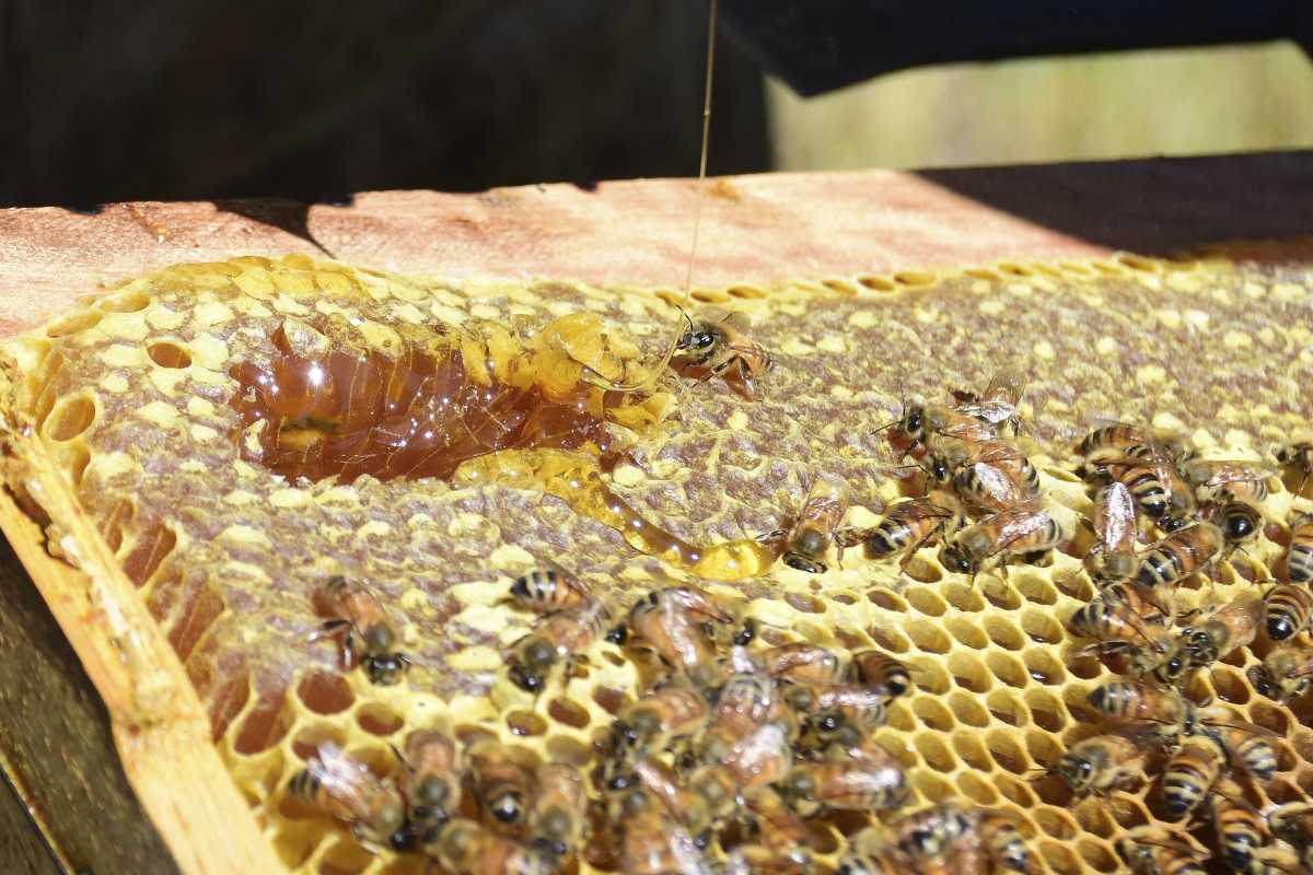 Expo Alumiel 2024. El evento reconoce el trabajo de los apicultores, y tiene lugar en Aluminé, Neuquén. Foto archivo: Andrés Maripe.