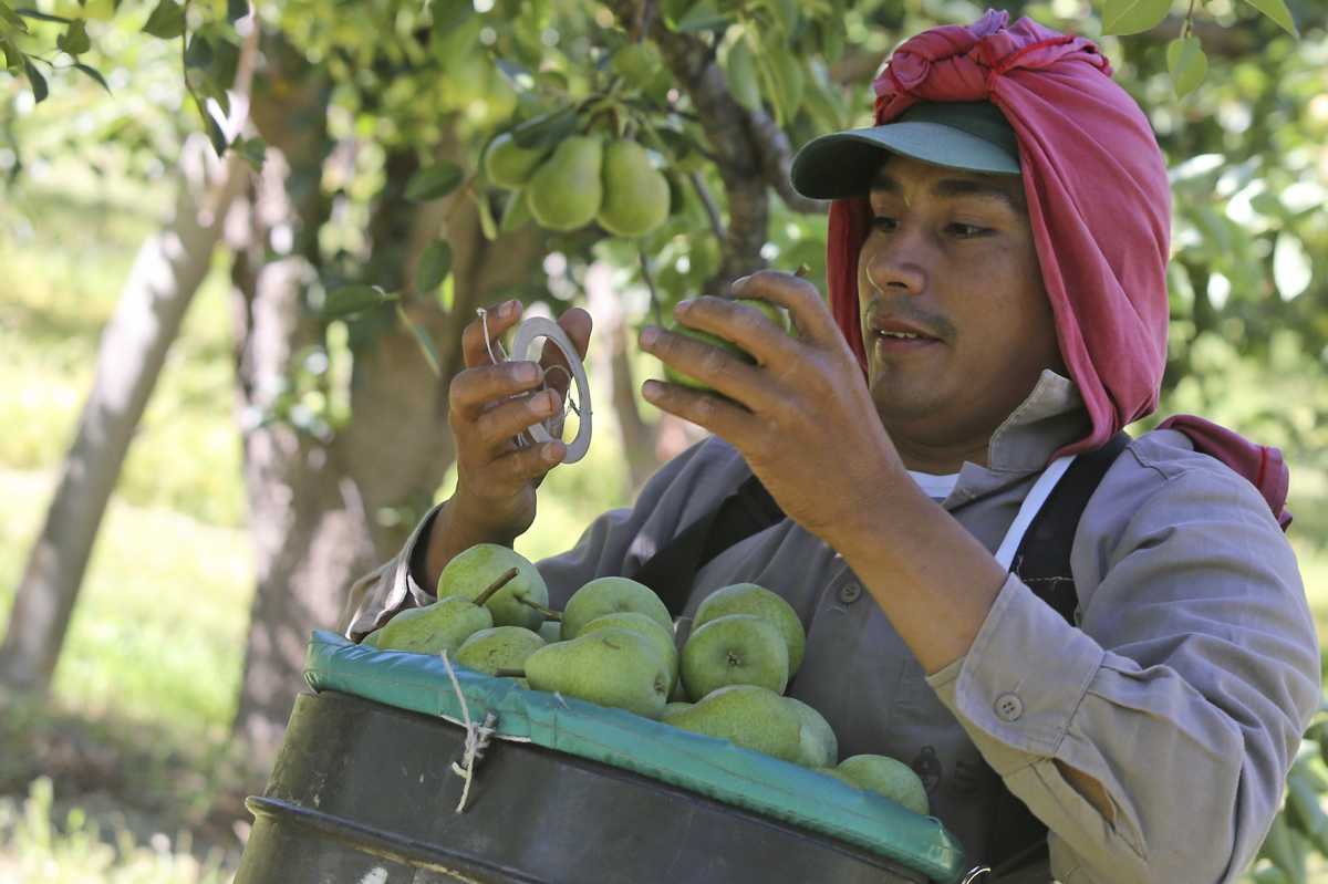 Empezó la cosecha de la pera. Foto: Juan Thomes 