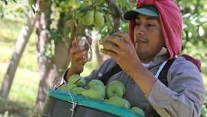 A pesar del castigo climático, empezó la cosecha de pera en el Alto Valle de Río Negro