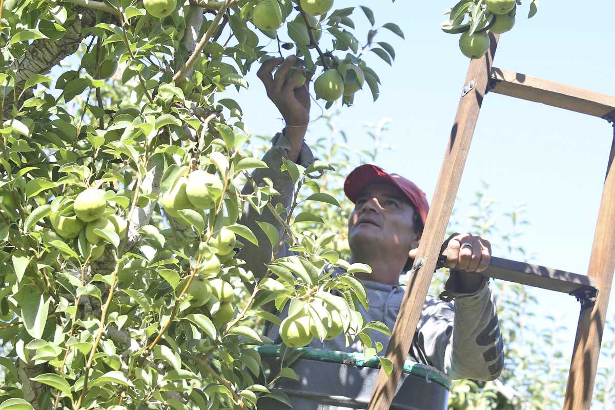 Preocupa la falta de cosechadores para la pera. Foto (Archivo) Juan Thomes