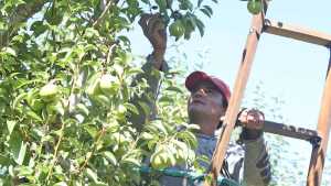 Productores de la fruta preocupados por falta de cosechadores en el Alto Valle 